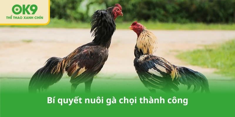 Bí quyết nuôi gà chọi thành công