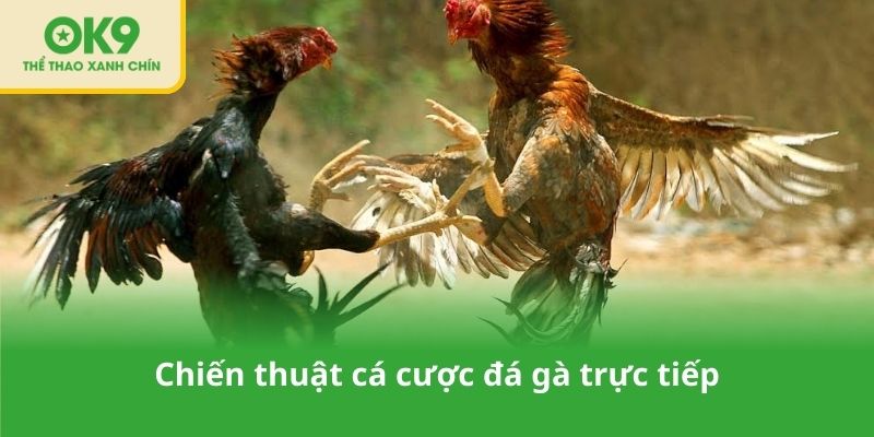 Chiến thuật cá cược đá gà trực tiếp