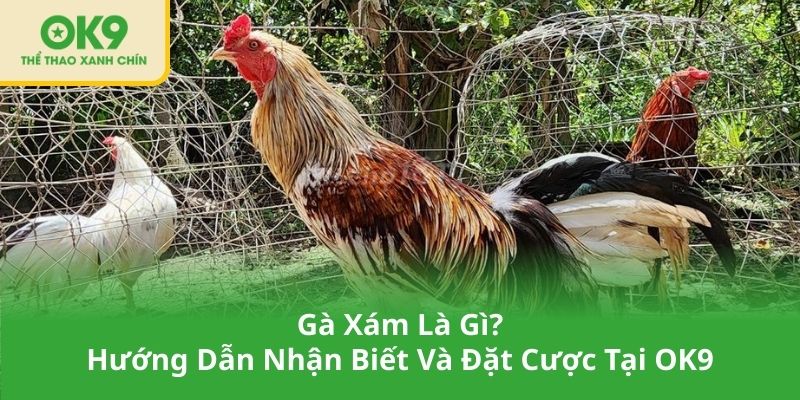 Gà Xám Là Gì_ Hướng Dẫn Nhận Biết Và Đặt Cược Tại OK9