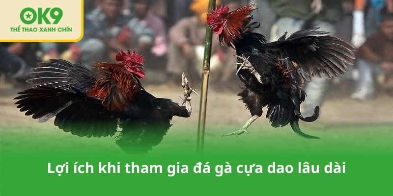 Lợi ích khi tham gia đá gà cựa dao lâu dài