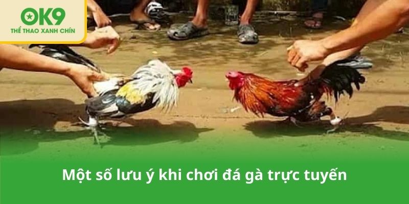 Một số lưu ý khi chơi đá gà trực tuyến