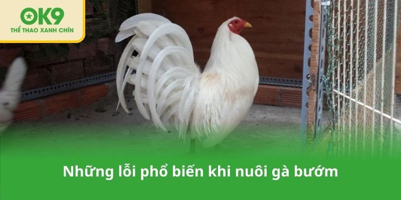 Những lỗi phổ biến khi nuôi gà bướm