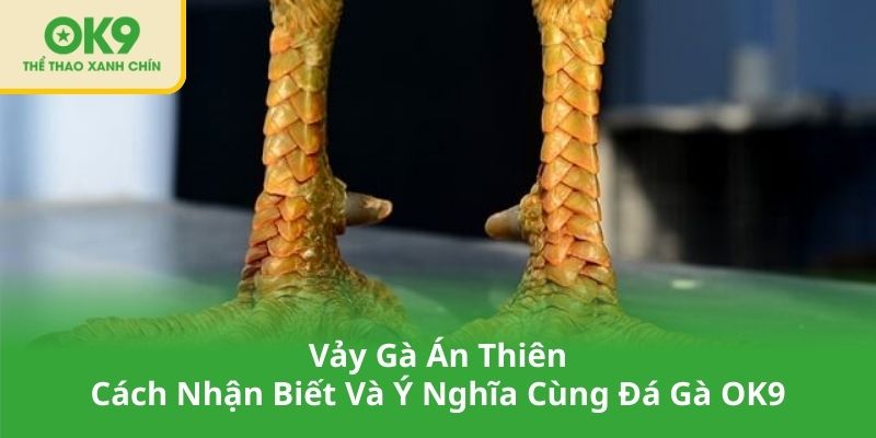 Vảy Gà Án Thiên - Cách Nhận Biết Và Ý Nghĩa Cùng Đá Gà OK9