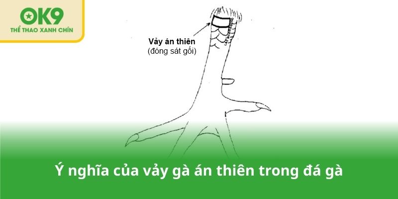 Ý nghĩa của vảy gà án thiên trong đá gà